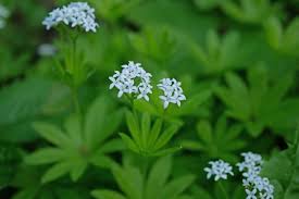 Attēlu rezultāti vaicājumam “Galium odoratum bud”