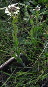 Attēlu rezultāti vaicājumam “Arabis hirsuta flower”