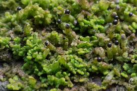 Attēlu rezultāti vaicājumam “Ptilidium ciliare”