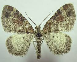 Attēlu rezultāti vaicājumam “Xanthorhoe spadicearia”