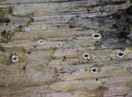 Attēlu rezultāti vaicājumam “Stictis”