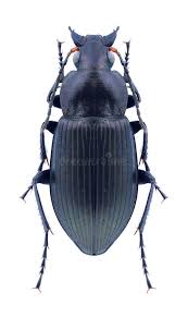 Attēlu rezultāti vaicājumam “Poecilus cupreus”