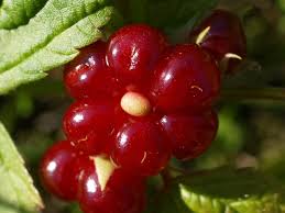 Attēlu rezultāti vaicājumam “Rubus saxatilis fruit”