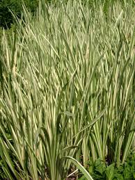 Attēlu rezultāti vaicājumam “Acorus calamus leaf”