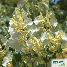 Attēlu rezultāti vaicājumam “Tilia tomentosa flower”