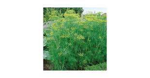 Attēlu rezultāti vaicājumam “Anethum graveolens”