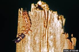 Attēlu rezultāti vaicājumam “Raphidia larva”