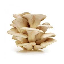 Attēlu rezultāti vaicājumam “Hypsizygus ulmarius”