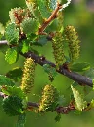 Attēlu rezultāti vaicājumam “Betula nana”