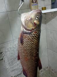 Image result for Squalius vardarensis