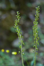 Attēlu rezultāti vaicājumam “Listera ovata flower”