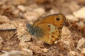 Attēlu rezultāti vaicājumam “Coenonympha hero underside”