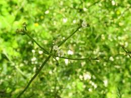 Attēlu rezultāti vaicājumam “Stemonitopsis amoena”