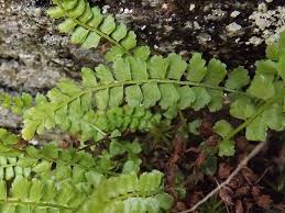 Attēlu rezultāti vaicājumam “Asplenium viride”