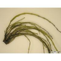 Attēlu rezultāti vaicājumam “Lemanea fluviatilis”