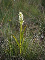 Attēlu rezultāti vaicājumam “Dactylorhiza ochroleuca”