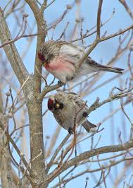 Attēlu rezultāti vaicājumam “Carduelis flammea female”