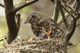 Attēlu rezultāti vaicājumam “Turdus philomelos juvenile”