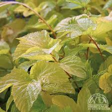 Attēlu rezultāti vaicājumam “Filipendula ulmaria  leaf”