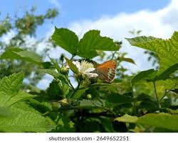 Attēlu rezultāti vaicājumam “Coenonympha arcania underside”