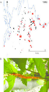 Attēlu rezultāti vaicājumam “Triphragmium ulmariae”