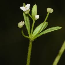 Attēlu rezultāti vaicājumam “Galium trifidum”