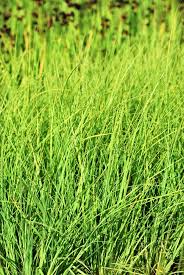 Attēlu rezultāti vaicājumam “Carex panicea”