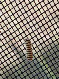 Attēlu rezultāti vaicājumam “Lycogala persicum young”