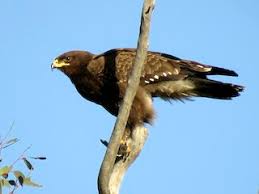 Attēlu rezultāti vaicājumam “Aquila pomarina adult”