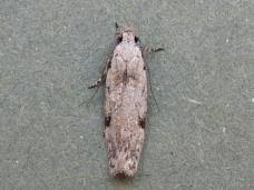 Attēlu rezultāti vaicājumam “Carpatolechia proximella”