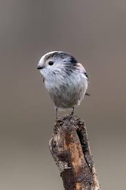 Attēlu rezultāti vaicājumam “Aegithalos caudatus”