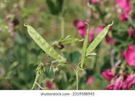 Attēlu rezultāti vaicājumam “Lathyrus tuberosus leaf”
