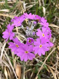 Attēlu rezultāti vaicājumam “Primula farinosa”