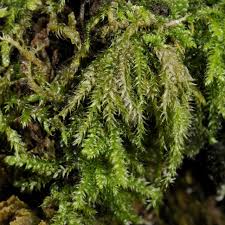 Attēlu rezultāti vaicājumam “Herzogiella seligeri”