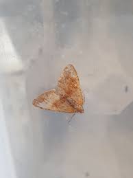 Attēlu rezultāti vaicājumam “Pennithera firmata”