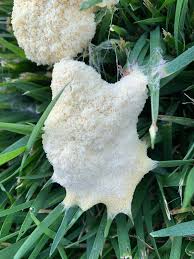 Attēlu rezultāti vaicājumam “Fuligo septica cf. rufa”