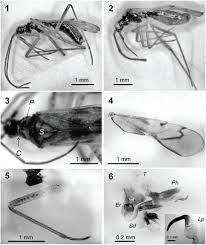 Attēlu rezultāti vaicājumam “Dicyphus nymph”