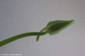 Attēlu rezultāti vaicājumam “Tropaeolum majus bud”