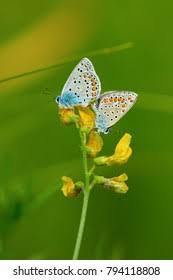 Attēlu rezultāti vaicājumam “Agrodiaetus amandus female”