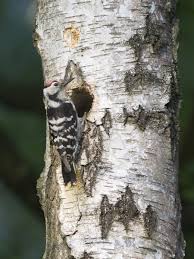 Attēlu rezultāti vaicājumam “Dendrocopos minor male”