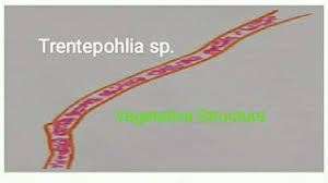 Attēlu rezultāti vaicājumam “Trentepohlia sp.”
