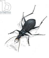 Attēlu rezultāti vaicājumam “Carabus arcensis”