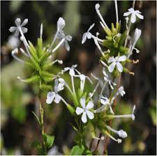 Attēlu rezultāti vaicājumam “Plumbaginaceae”