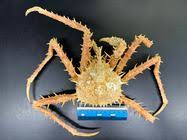Image result for Lithodes maja