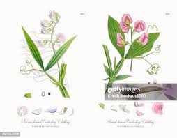 Attēlu rezultāti vaicājumam “Lathyrus sylvestris leaf”