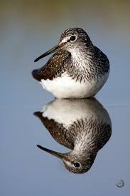 Attēlu rezultāti vaicājumam “Tringa ochropus”