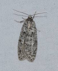 Attēlu rezultāti vaicājumam “Semioscopis avellanella imago”