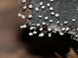 Attēlu rezultāti vaicājumam “Physarum murinum macro”