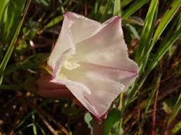 Attēlu rezultāti vaicājumam “Calystegia inflata”