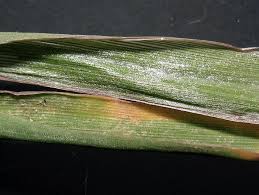 Attēlu rezultāti vaicājumam “Digitaria ischaemum leaf”